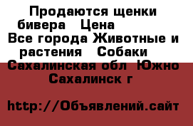 Продаются щенки бивера › Цена ­ 25 000 - Все города Животные и растения » Собаки   . Сахалинская обл.,Южно-Сахалинск г.